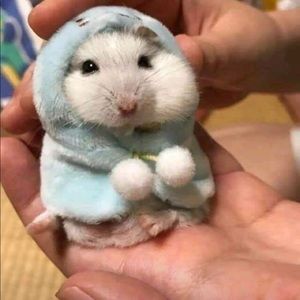 Meet your Posher, Anh